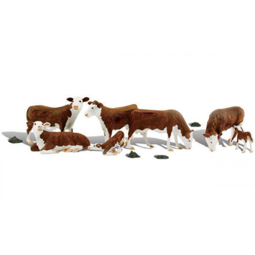 A1843 Hereford Cows