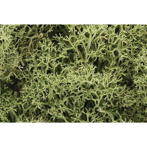 WL161 Spring Green Lichen
